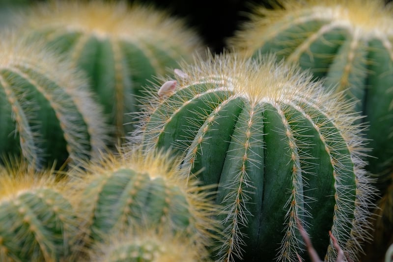 Customized Succulent Plants